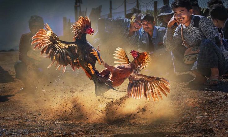 থোমোতে সরাসরি মোরগ লড়াই, MCW88-তে প্রতিটি লাথিই উত্তেজনাপূর্ণ